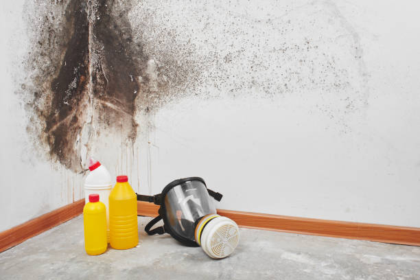 Best White Mold Remediation in Merkel, TX