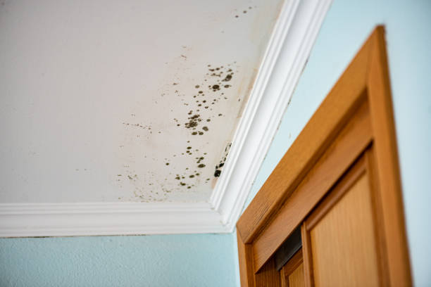 Best Residential Mold Remediation in Merkel, TX