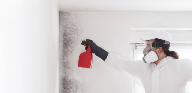 Best Crawl Space Mold Remediation in Merkel, TX
