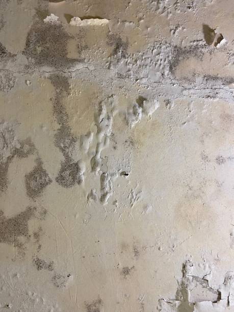 Best Bathroom Mold Remediation in Merkel, TX