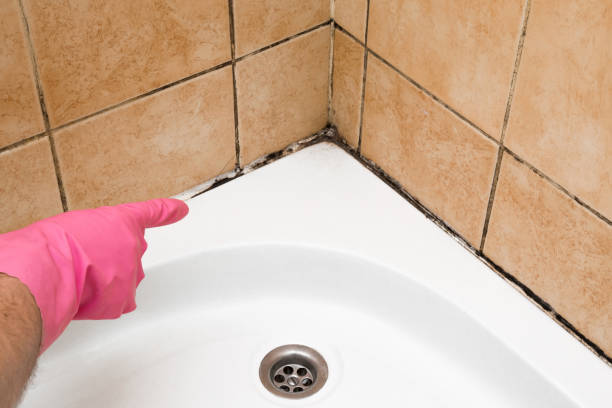Best White Mold Remediation in Merkel, TX
