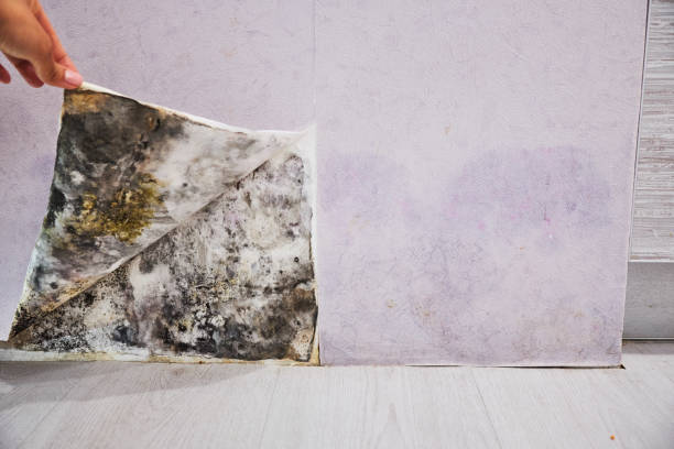 Best DIY Mold Remediation Support Services in Merkel, TX